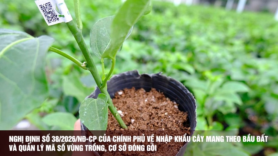caynhap 639052114229415404